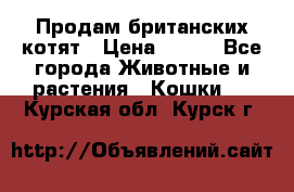 Продам британских котят › Цена ­ 500 - Все города Животные и растения » Кошки   . Курская обл.,Курск г.